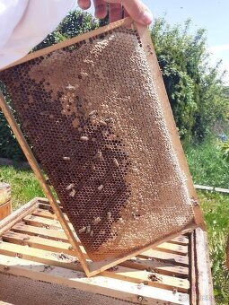 Včelí matky 2026 - 2