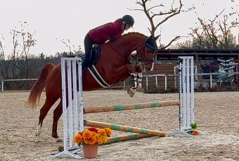 Valach do sportu po For Treasure VDL - 2