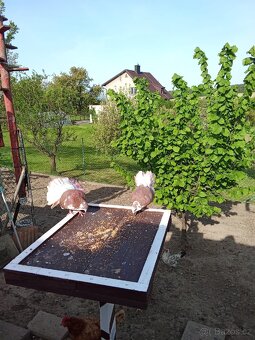 Anglický Pavik - 2