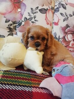 Kavalír King Charles Španěl - 2