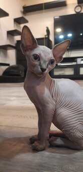 Sphynx - 2