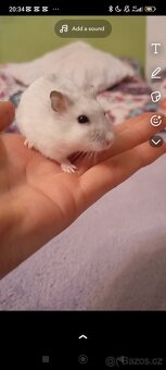 Křeček 🐹 - 2