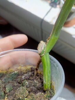 Monstera aurea rizek - 2