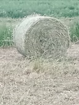 Vojtěškové seno - 2