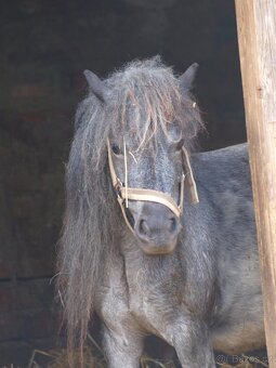 Prodej klisny Shetland pony - 2