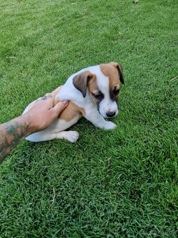 Jack russell terier - 2