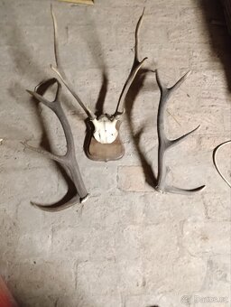 Myslivecké trofeje, paroží. - 2