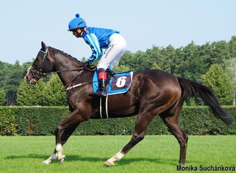 Mohutný, vysoký valach A1/1 na rekreaci i do sportu - 2