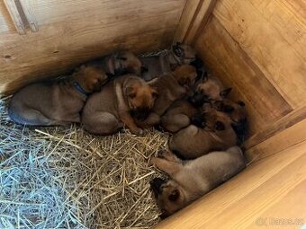 šteniatka kríženec nemecko-belgický ovčák (cross) - 2