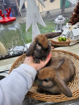 Zakrslý králík - 2