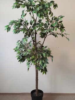 Umělý fíkovník (Fejka IKEA) - 2