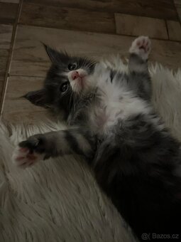 Mainská mývalí kočka - 2