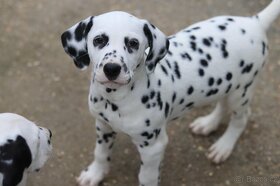 Dalmatin štěně s PP - 2