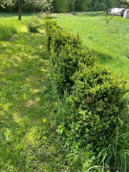 Buxus - 2