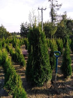 Thuje smaragd, tuje - 2