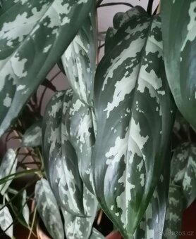 rostlina Aglaonema - 2
