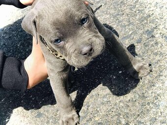 Staford,American Bully,Pitbull - 2