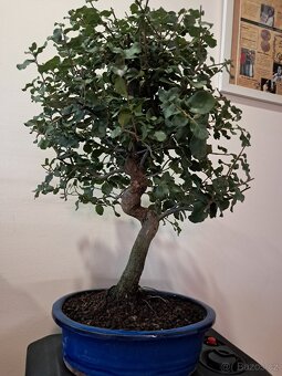 Bonsai,bonsaj Dub - 2