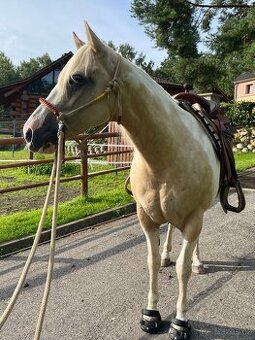 Desetiletá klisna APH - 2