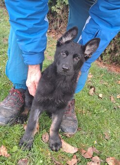 Německý ovčák - štěňata - 2