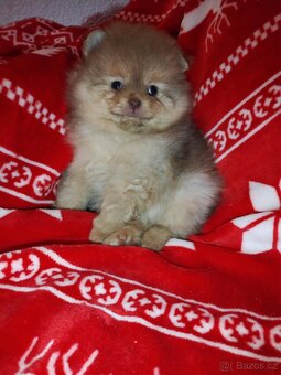 Pomeranian TOP fenečka a pejsek světlé barvy - 2