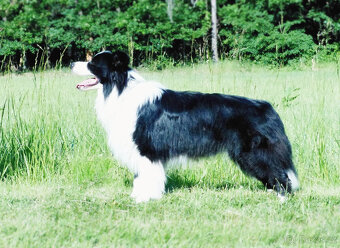 Zadáme štěňata border kolie - 2