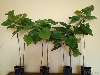 Katalpa trubačovitá sazenice - 2