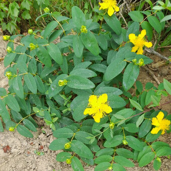 okrasná třezalka, velkokvětá - 2