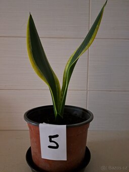 Sansevieria "tchynin jazyk" - 2