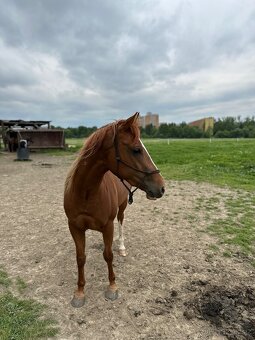 Paint horse APH - 2