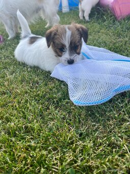 Jack Russell teriér- štěňátka - 2