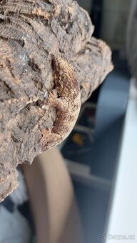 Rhacodactylus leachianus 0.0.1 - 2