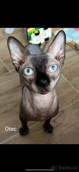 Kanadský sphynx - 2