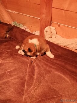 Akita Inu - 2