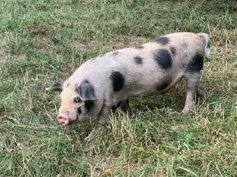 Prodám letošní selata pastevního prasete – typ kune-kune - 2