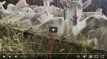 PLEMENNÉ KOZY BÍLÉ KRATKOSRSTÉ- BIO CHOV PLEMENNÝCH KOZ VČET - 2