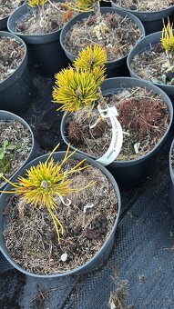 Borovice c2 doprava - 2