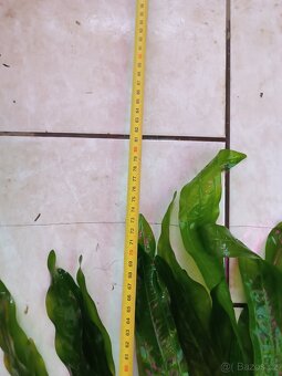 akvarijní rostliny - 2