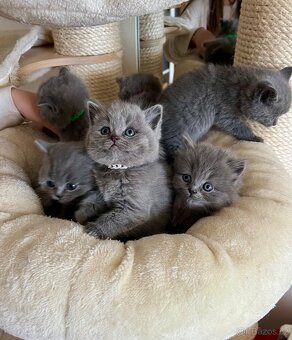 Britské modré kotě - 2