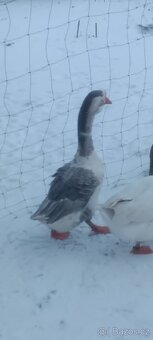 Houser cholmogorský - 2