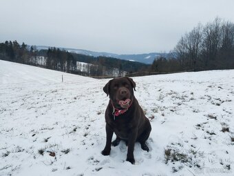 Labradorský retrívr s PP krytí - 2