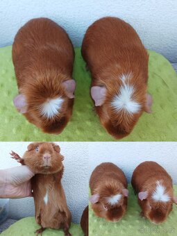 Morčata - samice - 2