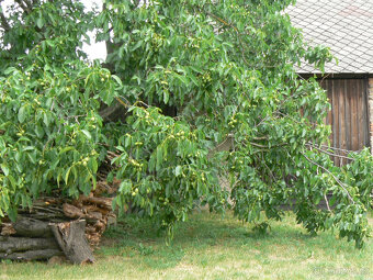 Loupané vlašské OŘECHY- - viz text - 2