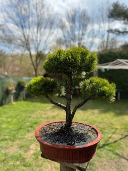 Bonsaj,bonsai Borovice - 2