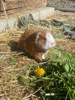 Morčátko sameček TEDDY - 2