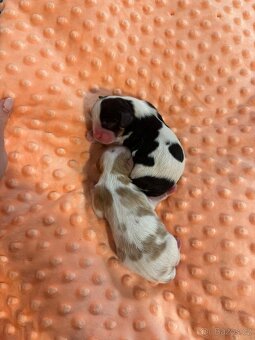 Cavalier King Charles spaniel - 2