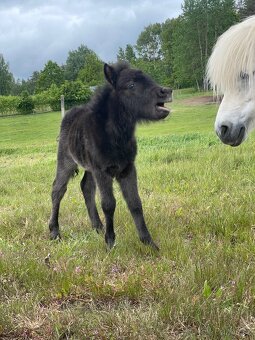 Shetland pony s PP - 2