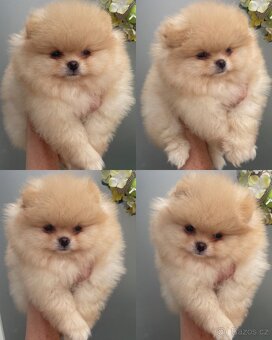 Pomeranian s Pp FCI - 2
