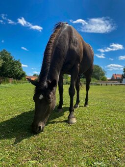 Prodám dva valachy do dobrých rukou - Paint Horse a Quarter - 2