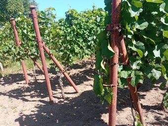 Vinice Hrušky - 2